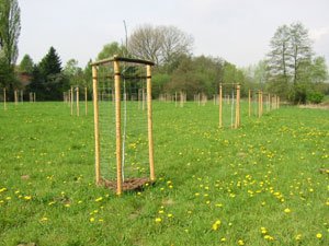 Obstwiese Wambach