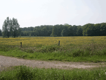 Geschütztes Feuchtgrünland im Frühling