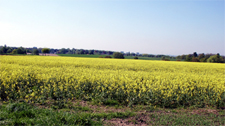 Rapsfeld im  Mülheimer Süden