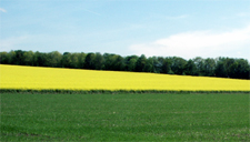 Rapsfeld im Mülheimer Süden