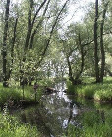 Altarm der Ruhr mit Weiden-Auenwald