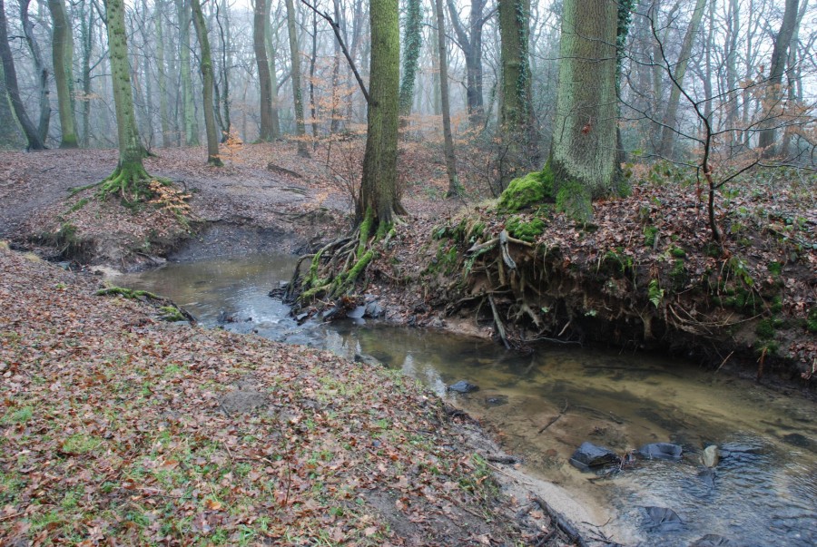 Der Wambach im Naturschutzgebiet Oberlauf des Wambachs in Mülheim-Saarn. - Gerald Angstmann