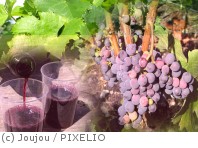 In einem Weinberg findet eine Weinprobe statt. Frankreich