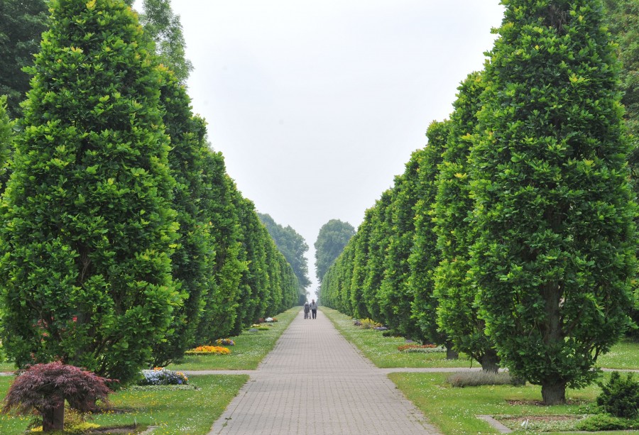 Allee mit Säulen-Eichen auf dem Hauptfriedhof mit Besuchenden - Walter Schernstein