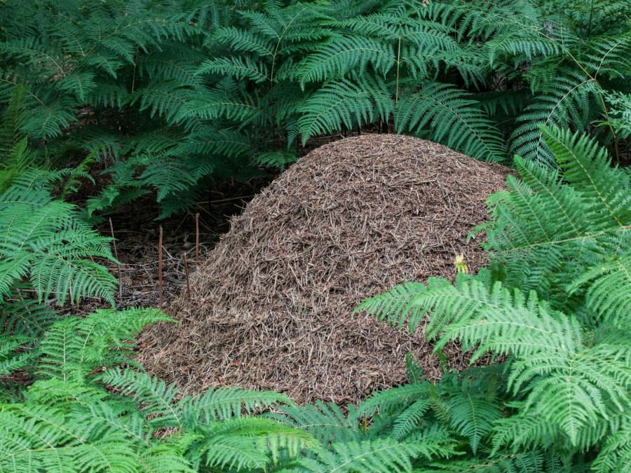 Ameisenhafsen zwischen Farnpflanzen in einem Waldgebiet. Waldameisen - Canva