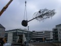 Amberbaum folgt Esche: Erfolgreiche Großbaumpflanzung am Stadthafen - Ein Schwerkran hebt den Amberbaum - Quelle/Autor: Volker Wiebels