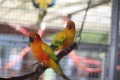 Vögel, Tierpatentag am 16. September 2018 im Tiergehege Arche Park Witthausbusch - Quelle/Autor: Amt für Grünflächenmanagement und Friedhofswesen