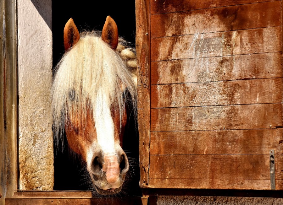 Pferd guckt aus der Pferdebox. Infos zur Gesundheitsbescheinigung für Pferde - Pixabay