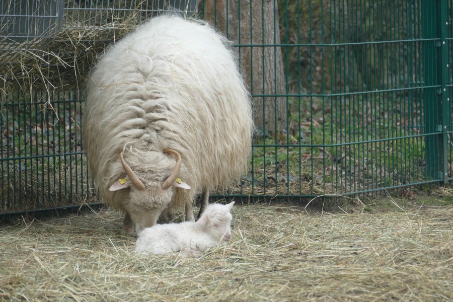 Nachwuchs im Arche-Park Tiergehege Witthausbusch: Auf dem Foto ist die kleine neugeborene Heidschnucke mit einem anderen Schaf abgebildet. - Dieter Klein