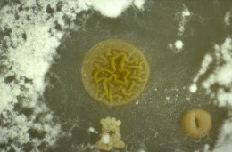 Bakterien und Pilze leben in großer Anzahl und Vielfalt im Boden. Quelle/Autor: Dr. Gerhard Laukötter Bakterien und Pilze leben in großer Anzahl und Vielfalt im Boden.