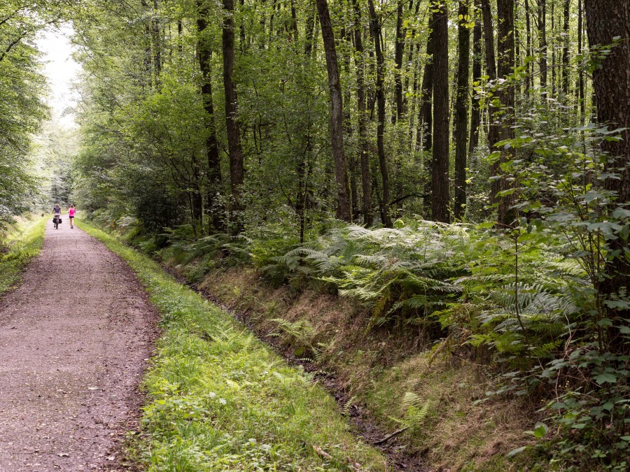 Waldweg der an einem Wassergraben vorbeiführt. Auf dem Weg fährt eine Person Fahrrad und eine Person joggt. Stadtwald, Sport, Sommer - Online Team, Referat I - Helena Grebe