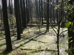Pappelwald in der Rumbachaue