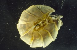 Die Rollassel ist ein Bodenlebewesen. Sie zählt zu den Zerkleinerern im Boden. Quelle/Autor: Dr. Gerhard Laukötter Die Rollassel ist ein Bodenlebewesen. Sie zählt zu den Zerkleinerern im Boden.