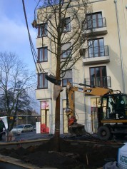 Amberbaum folgt Esche: Erfolgreiche Großbaumpflanzung am Stadthafen - Jetzt ist es geschafft.... der neue Baum steht!