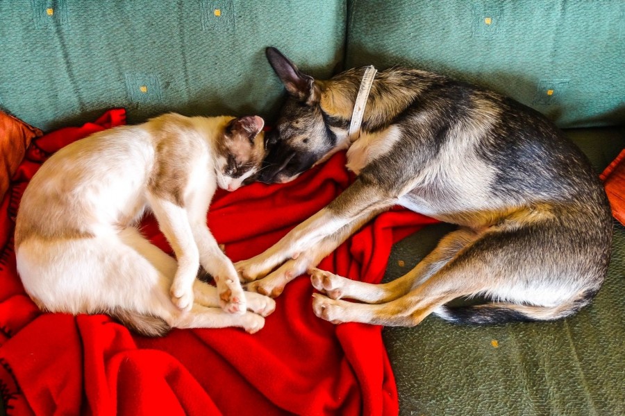 Katze und Hund liegen zusammen, in der gleichen Position schlafend, auf einem Sofa. Infos zum Erwerb von Tieren, Tierheim. - Canva