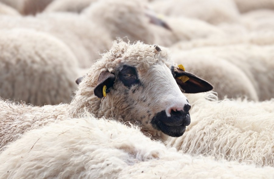 Ein Schaf schaut aus der Gruppe zum Transport ausgewählter Tiere hoch. Infos zu Tiertransporten. - Pixabay