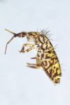Der Springschwanz ist ein Bodenlebewesen Quelle/Autor: Dr. Gerhard Laukötter Der Springschwanz ist ein Bodenlebewesen