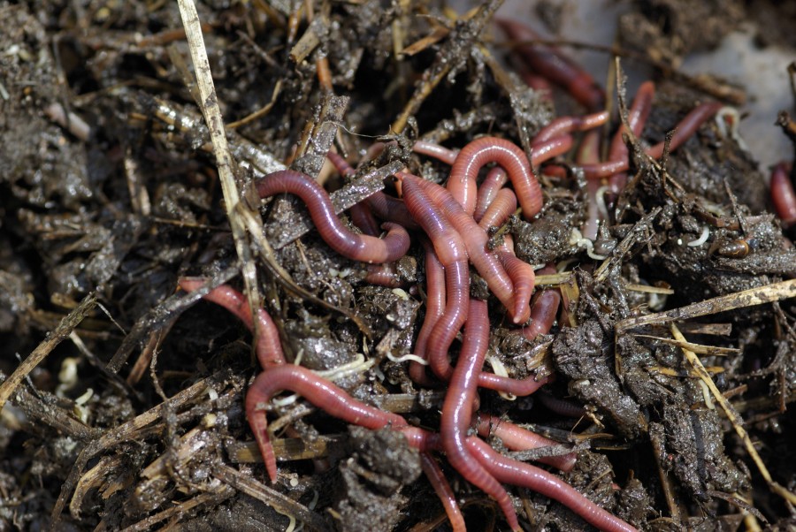 Das Bild zeigt Regenwürmer auf einem Komposthaufen.