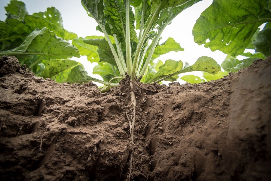 Ackerbau, Ackerboden, Landwirtschaft, Nahrung, Gemüse - Bild von Wolfgang Ehrecke auf Pixabay