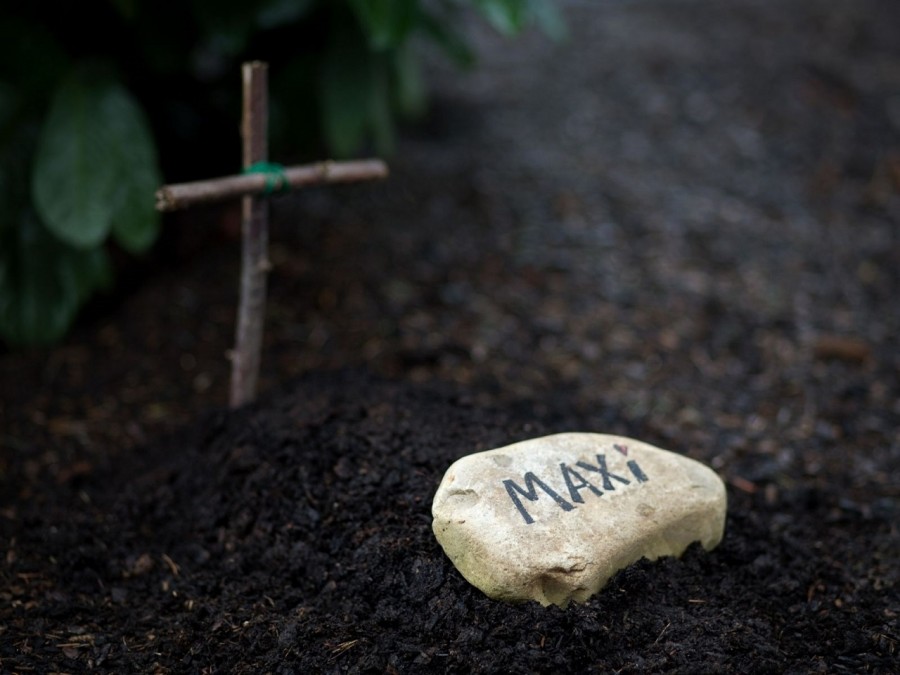 Grab eines verstorbenen Haustieres mit einem kleinen Holzkreuz und einem Stein mit dem Namen Maxi zur Erinnerung. - Canva