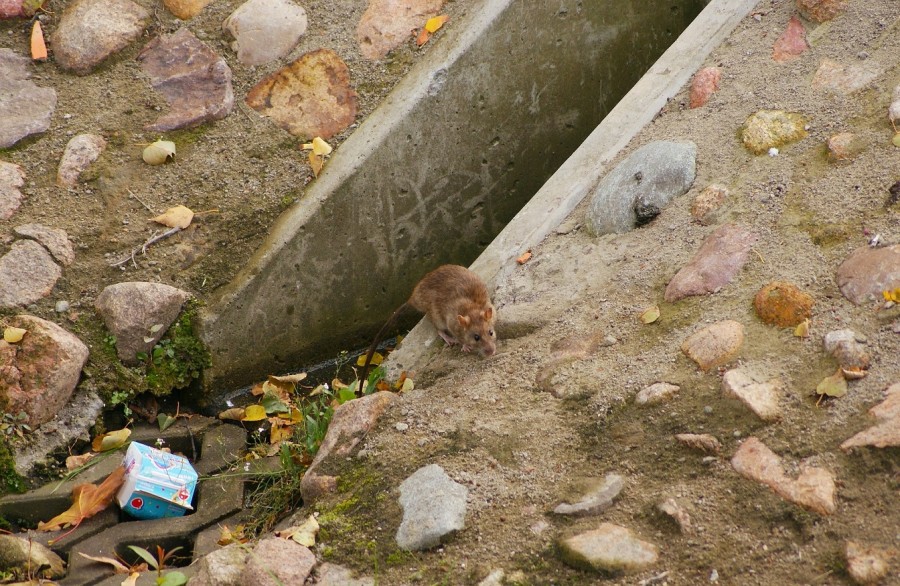 Eine Ratte an einem Kanalausgang. Dem Ordnungsamt ist daran gelegen, das Rattenaufkommen so gering wie möglich zu halten. - Dorota Wro324ska auf Pixabay