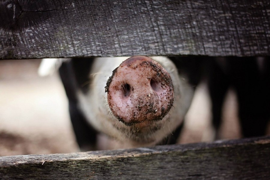 Schweinenase schaut durch einen Bretterzaun. Nutztiere, Tierhaltung, Landwirtschaft. - Pixabay