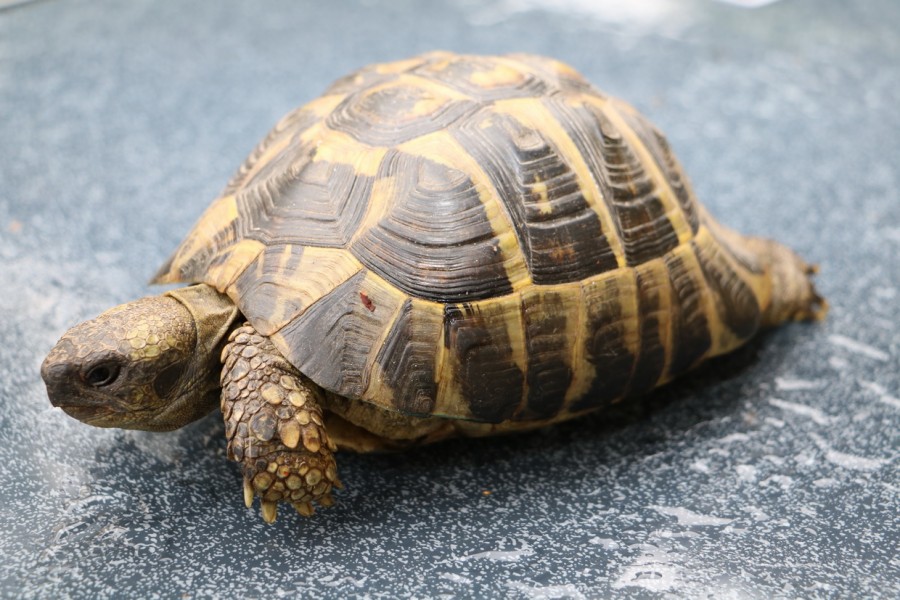 Griechische Landschildkröte - benötigt CITES-Papiere