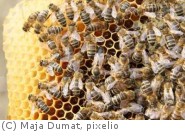Amerikanische Faulbrut der Bienen in Saarn/Selbeck