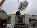 Amberbaum folgt Esche: Erfolgreiche Großbaumpflanzung am Stadthafen - Antransport des Amberbaumes - Quelle/Autor: Volker Wiebels