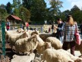 Tierpatentag 2014 im Tiergehege Witthausbusch: Besucher inmitten von Schafen - Quelle/Autor: Amt für Grünflächenmanagement und Friedhofswesen