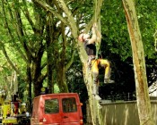 Baumkletterer überprüfen die geschädigten Bäume in den Straßen - Amt für Grünflächenmanagement und Friedhofswesen