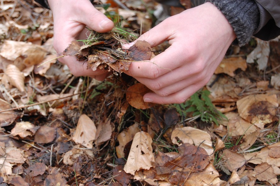 Untersuchung der Steuschicht im Wald. Hier findet man zersetzes Pflanzenmaterial 