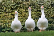 Weiße Gänse beim Tierpatentag im Tiergehege Witthausbusch 2017 - Quelle/Autor: DHeidi Kocks - 67-0 Amt für Grünflächenmanagement und Friedhofswesen