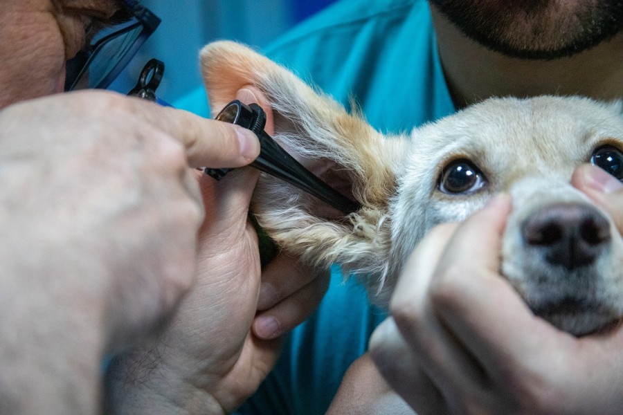 Tierärztlicher Notdienst, Bereitschaftsdienst: Das Foto zeigt einen Tierarzt, der einem kranken Hund ins Ohr schaut mit einem Stethoskop. Ein anderer Arzt hält das Tier fest. - Pixabay