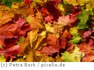 Jedes Jahr im Herbst fallen große Mengen Laub von den Bäumen in Mülheim an der Ruhr