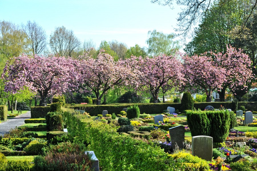Kirschblüte auf dem Stadtteil-Friedhof Heißen - Walter Schernstein