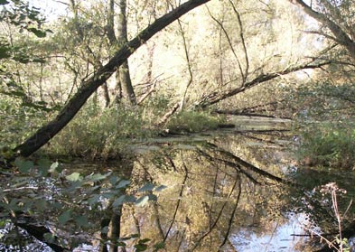 Altarm der Ruhr