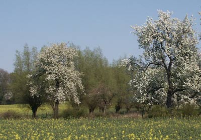 Obstwiese in Menden