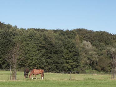 Pferdehaltung am Auberg