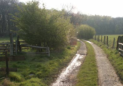 Hecke in Saarn