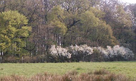 Waldrand am Auberg