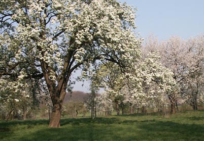 Obstwiese am Auberg