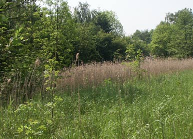 Feuchte Brache in Saarn