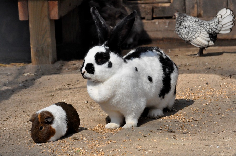 Für die Pflegekosten einer Tierfamilie sind viele Paten nötig. Werden auch Sie Pate für Ihre Lieblingstiere, wie die Kaninchen.