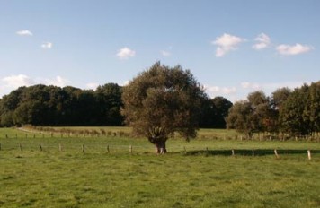 Wiesen in Selbeck