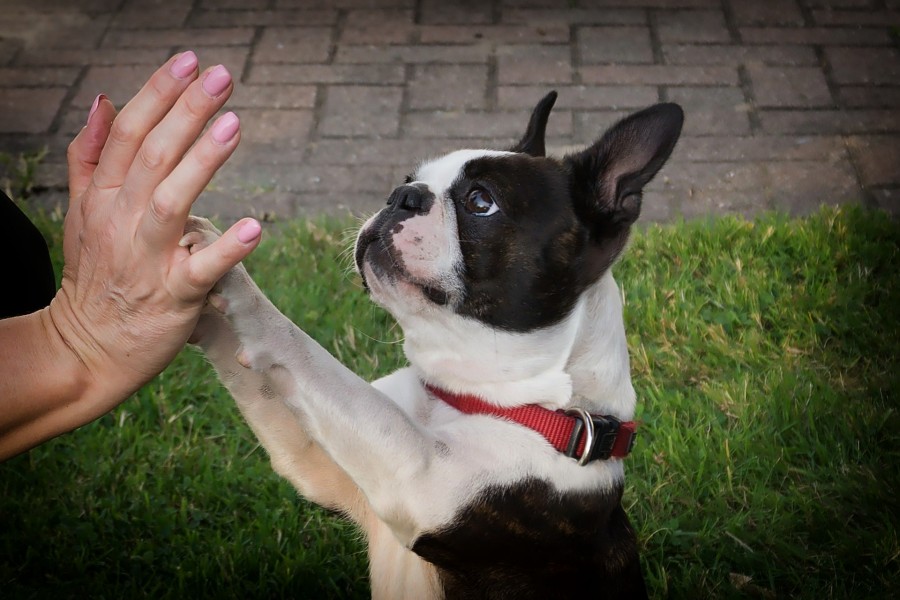 Hand und Pfote - High Five - zum Wohle der Tiere. Informationen zum Tierschutz. - Pixabay