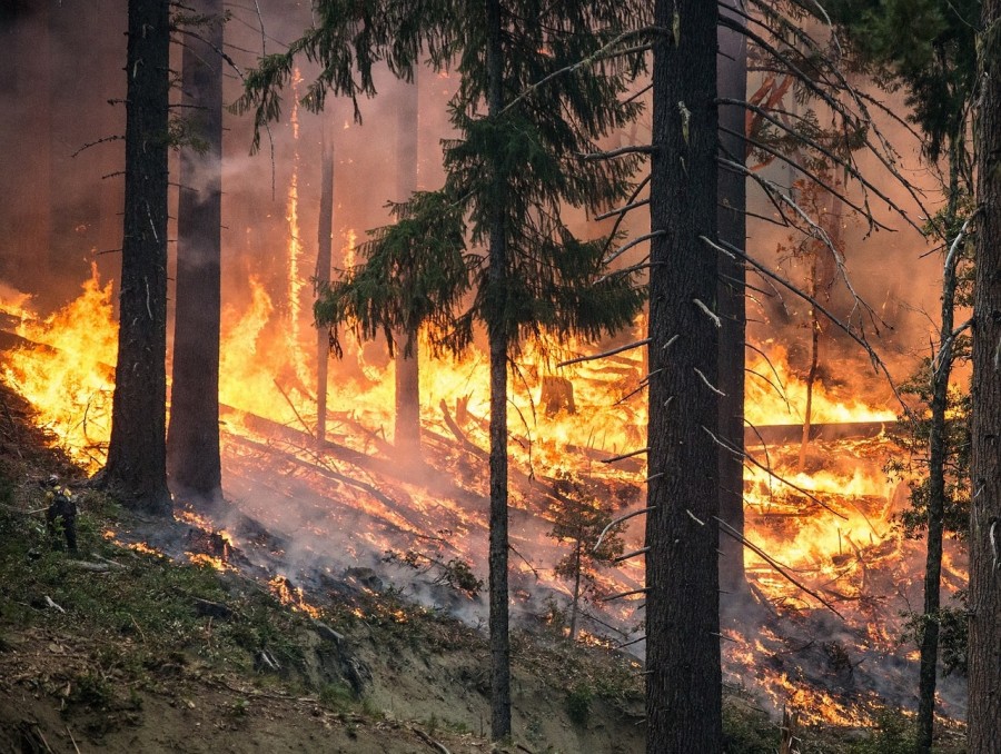 Waldbrandgefahr, Feuerwarnung, Trockenheit, Bäume, Wälder, Warnhinweise, Lauffeuer - skeeze auf Pixabay