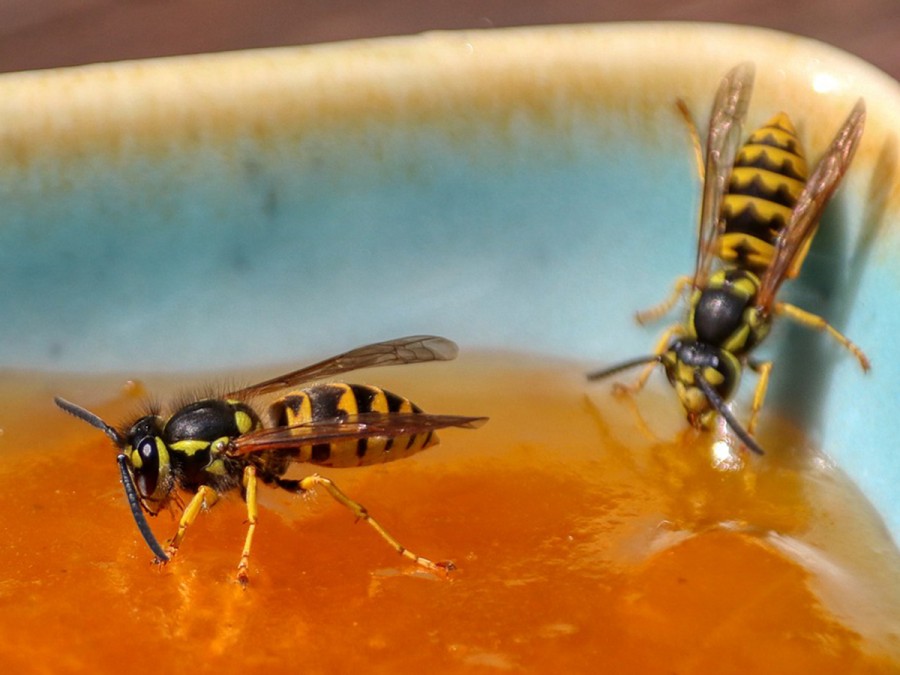 Richtiger Umgang mit Wespen und Hornissen in der Sommerzeit - Wespen auf Marmelade (Quelle: Canva)