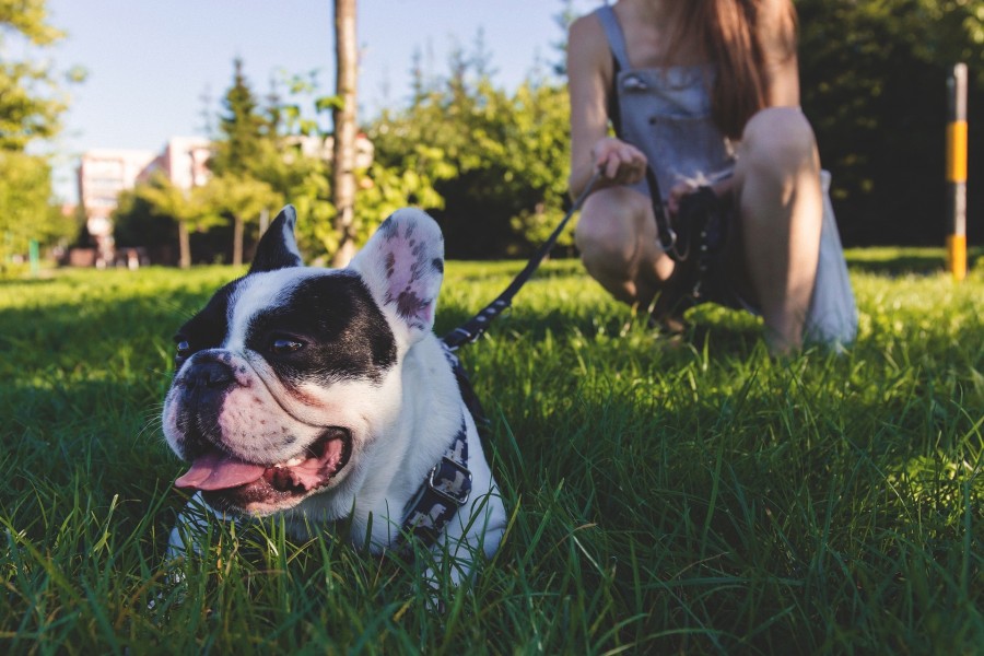 Hunde anleinen, Spaziergang, Parkanlagen, Wald, Leinpflicht, Veterinäramt - Pexels auf Pixabay