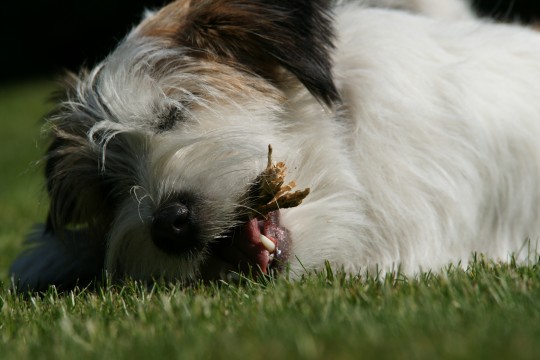 Hund (Parson Russell Terrier) beim Spielen auf einer Wiese.